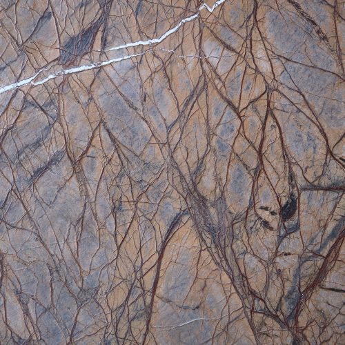 Rain Forest Brown
